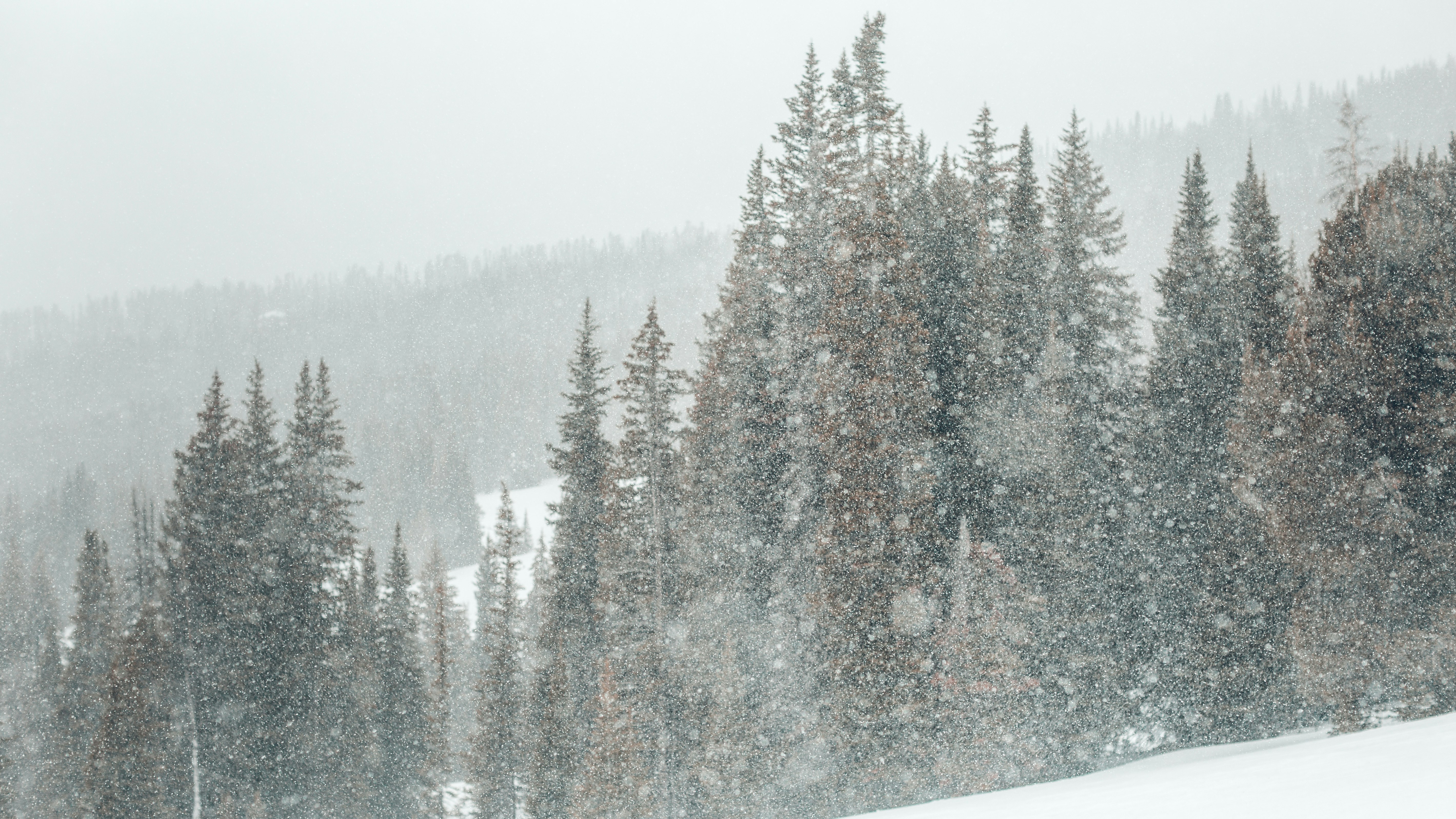 green and brown pine trees in snow season at daytime